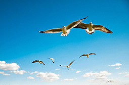 自由翱翔于天空的海鸥动物图片大全