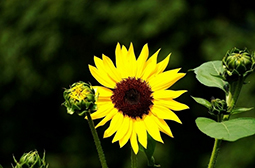 摄影阳光下的向日葵花唯美植物图片